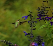 2023 09 17 LongFellowGardens 017